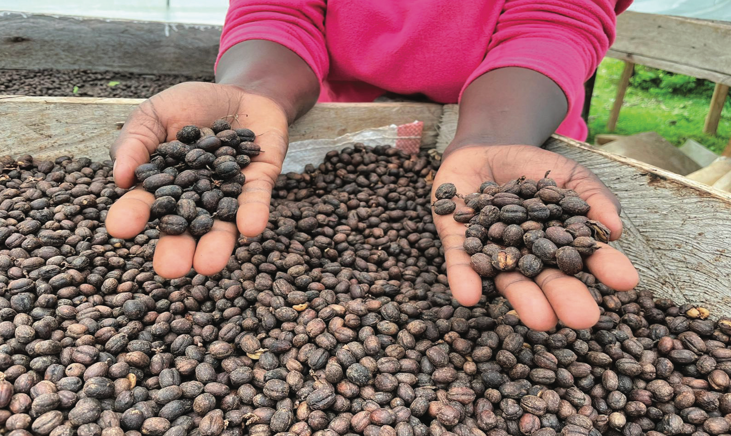 Kenya Kiyaka AA